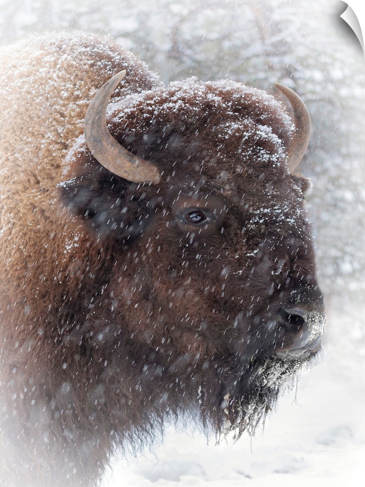 Buffalo In Snow