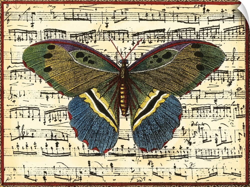 Butterfly Harmony II