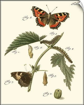 Butterfly Metamorphosis I