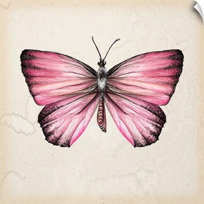Butterfly Study IV