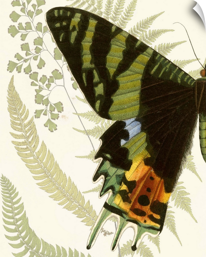 A contemporary piece of artwork of a vintage stylized butterfly displaying of half of the butterfly.