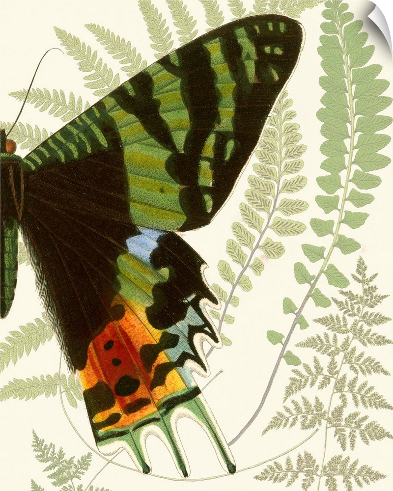 A contemporary piece of artwork of a vintage stylized butterfly displaying of half of the butterfly.
