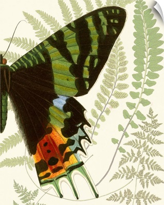 Butterfly Symmetry II