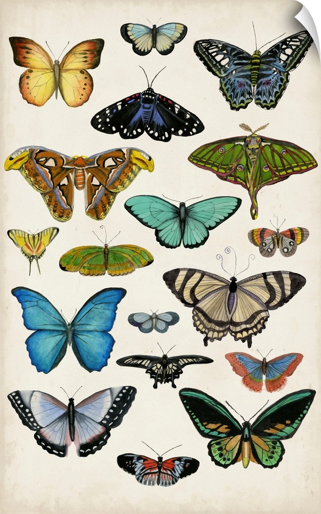 Butterfly Taxonomy I