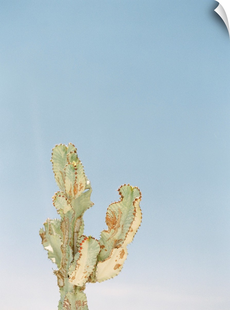 Photograph of a cactus against a bright blue sky.