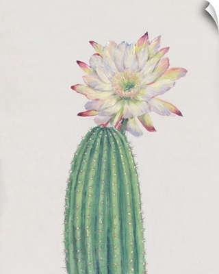 Cactus Blossom I