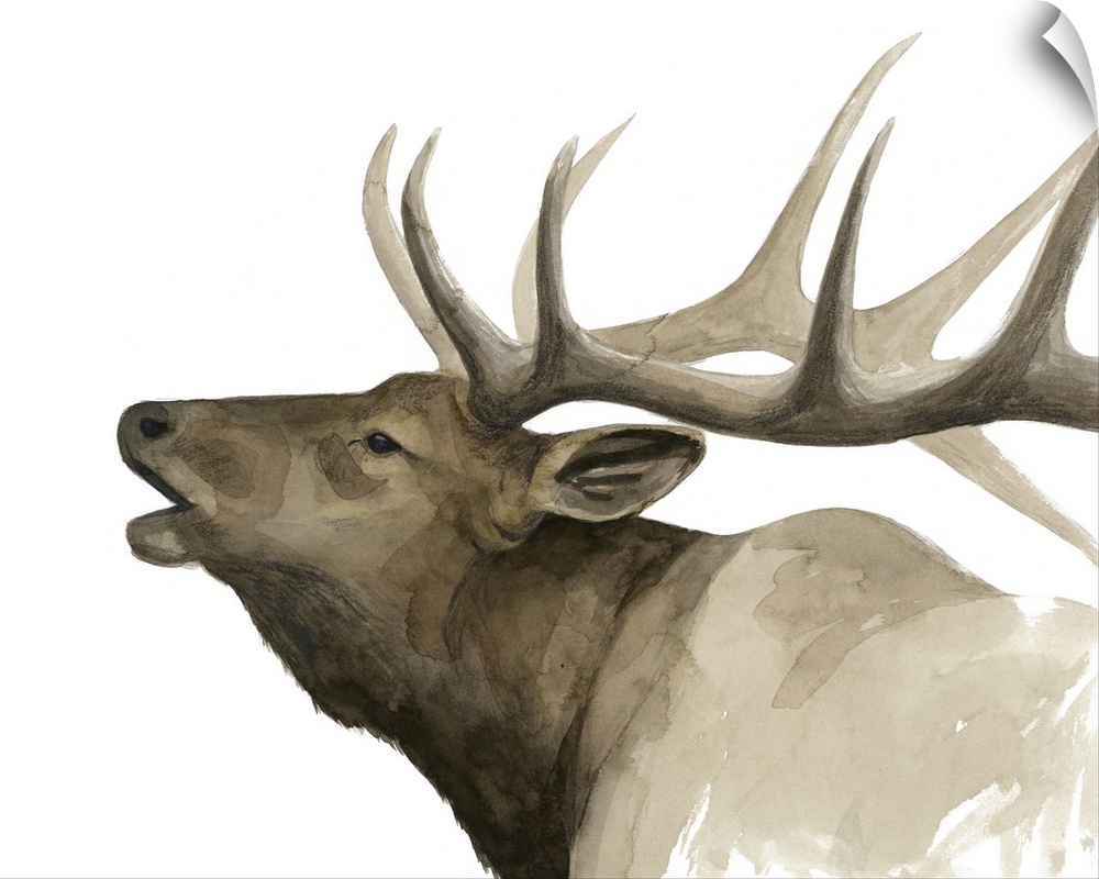 Contemporary watercolor painting of an elk.