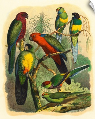 Cassel Tropical Birds II