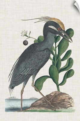 Catesby Heron I