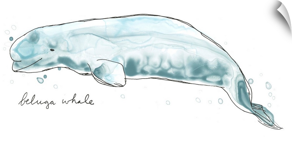 Fun contemporary watercolor drawing of a beluga whale.