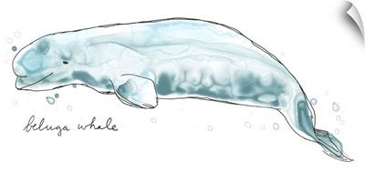 Cetacea Beluga Whale