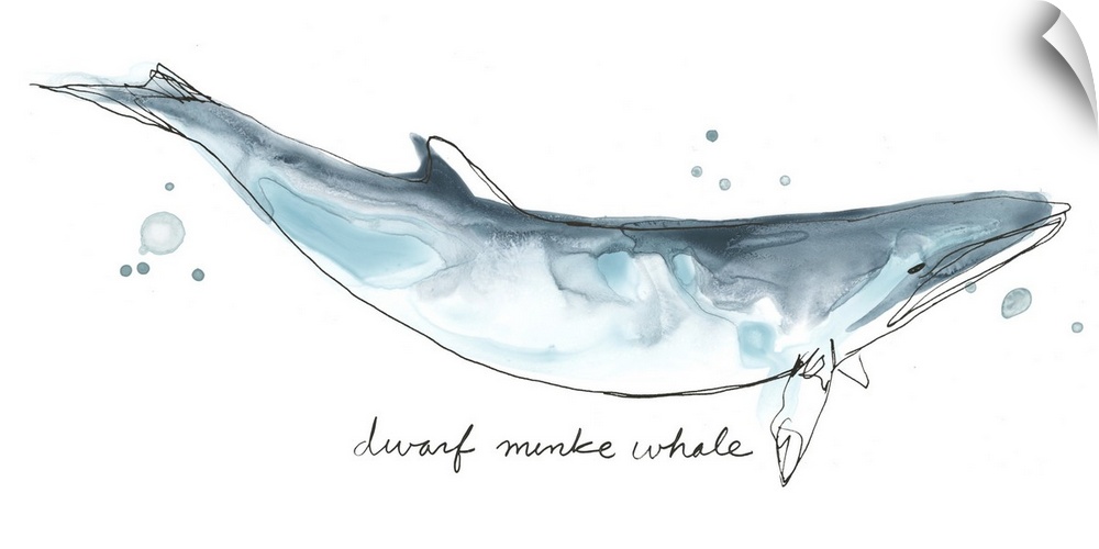 Fun contemporary watercolor drawing of a dwarf minke whale.