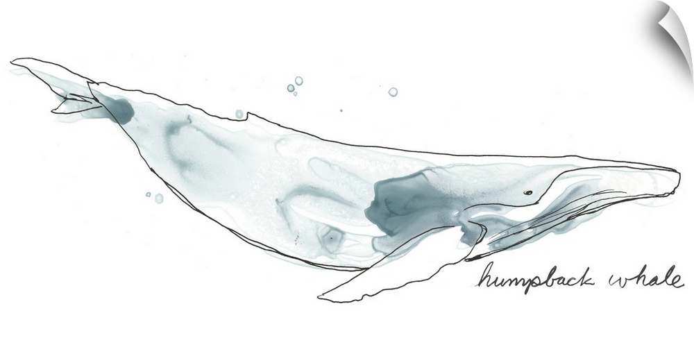 Fun contemporary watercolor drawing of a humpback whale.