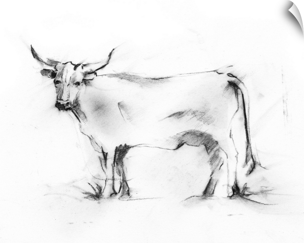 Charcoal artwork of a bovine in gray tones against a white background.