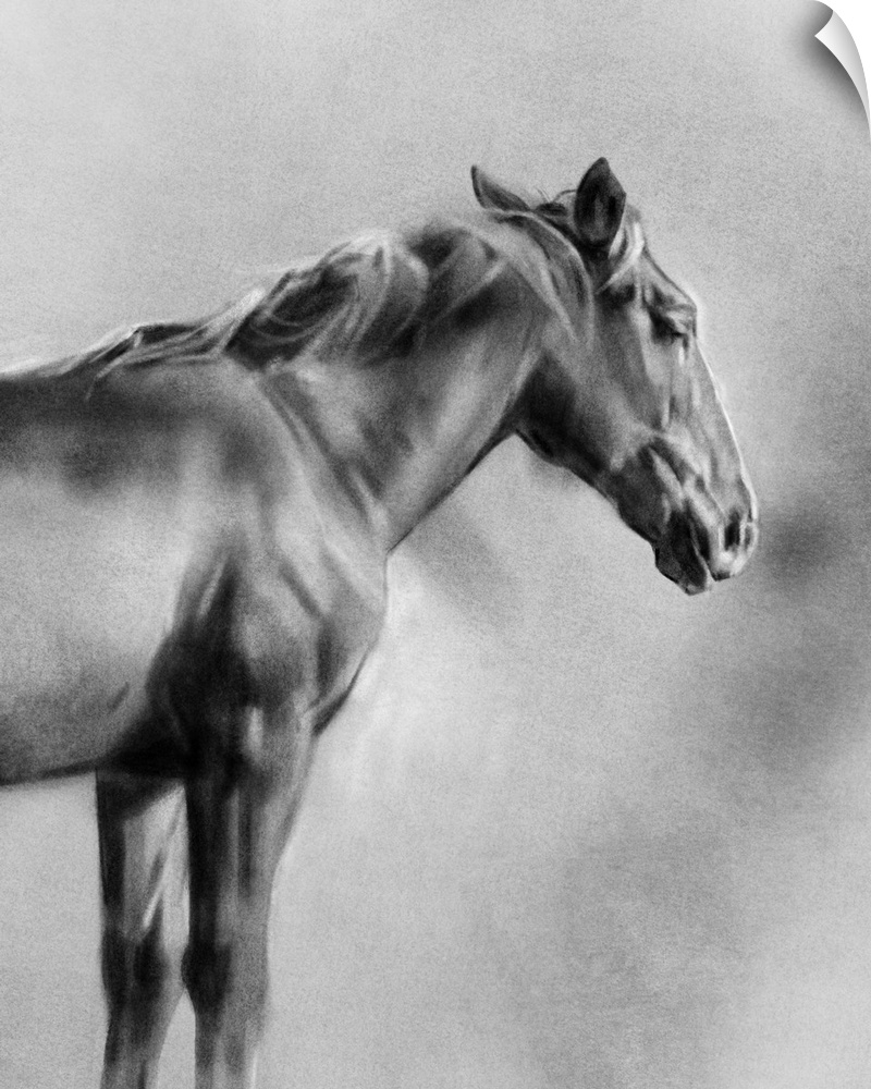 Charcoal Equine Portrait I