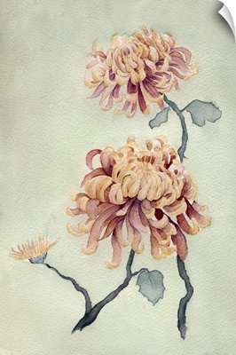 Chrysanthemum Beauty I