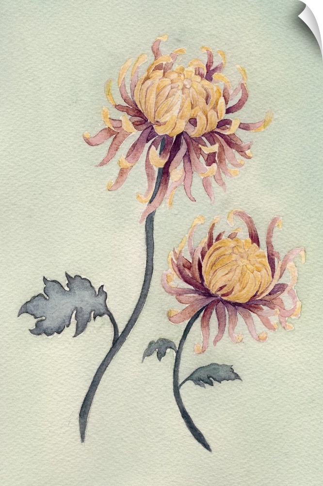 Contemporary artwork of delicate chrysanthemum flowers over a neutral green background.