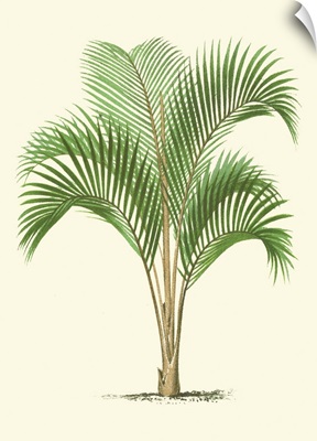 Coastal Palm I
