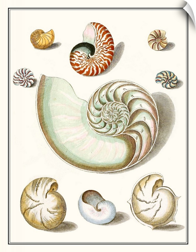 Vintage seashell illustrations in warm earth tones on a beige background.