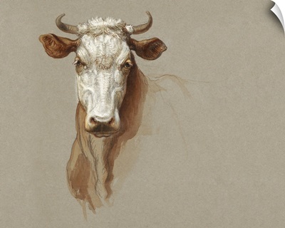 Colman Cow Portrait Study I