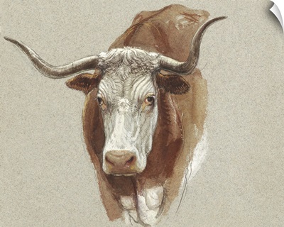 Colman Cow Portrait Study II