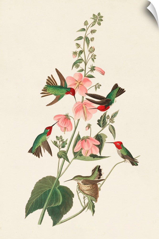 Columbian Hummingbird