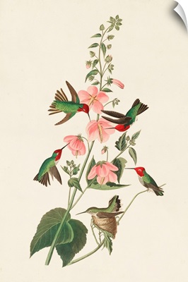 Columbian Hummingbird