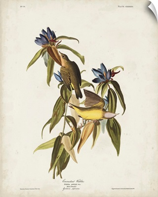 Connecticut Warbler