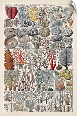 Coral Chart
