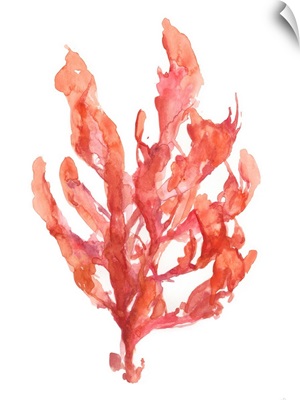 Coral Kelp I