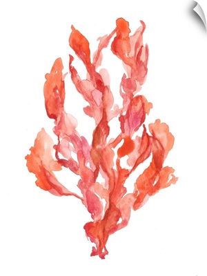 Coral Kelp II