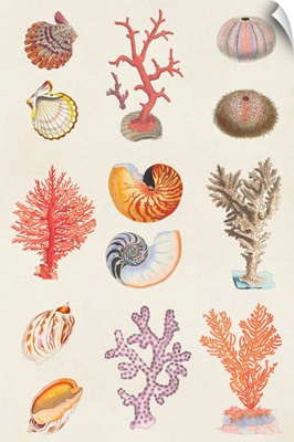 Coral & Shell Collage I