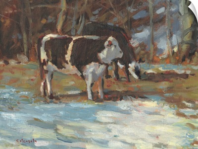 Cows Grazing, Somerset III
