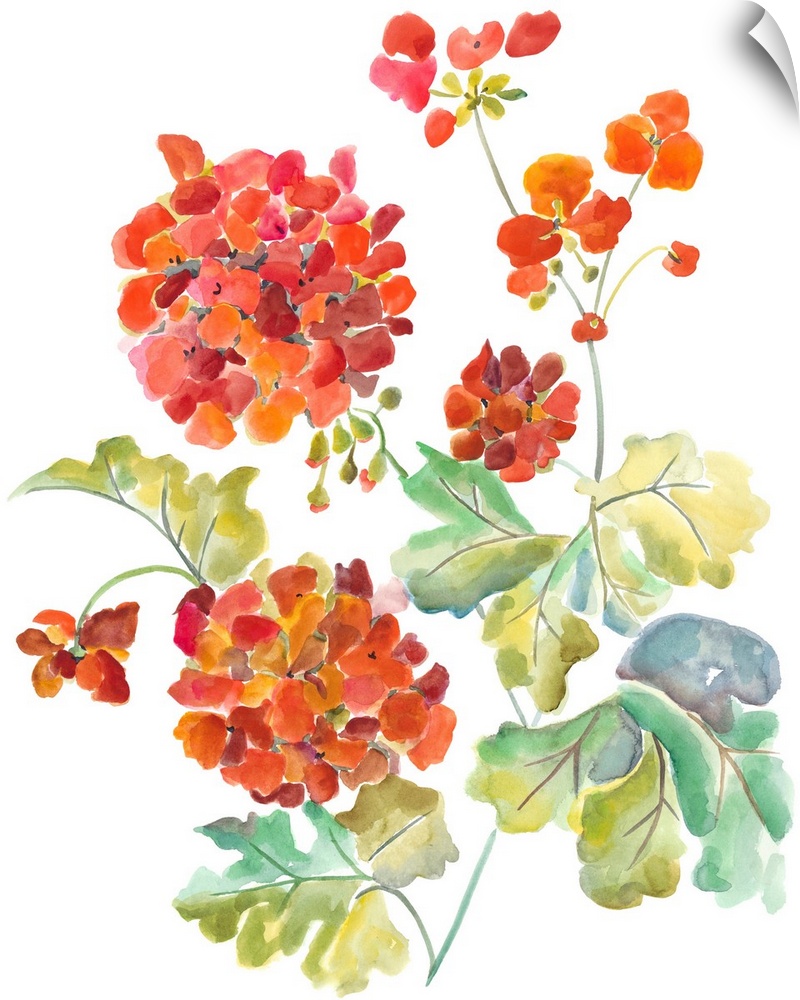 Watercolor painting of red and orange flowers against a white background.