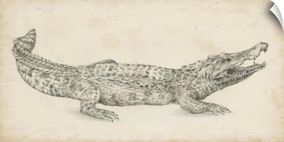 Crocodile Sketch