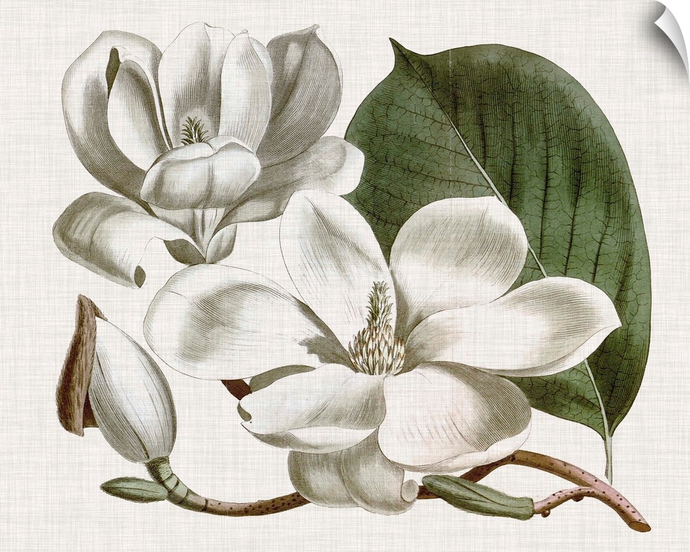 Vintage-inspired botanical illustration of a magnolia flower.