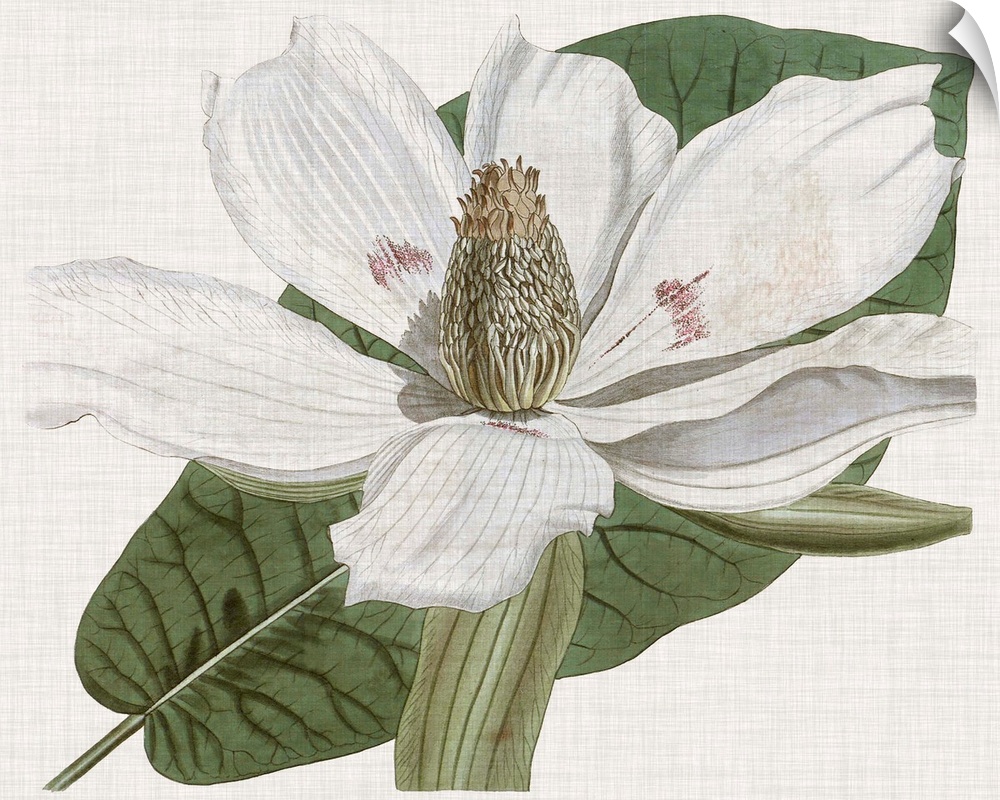 Vintage-inspired botanical illustration of a magnolia flower.