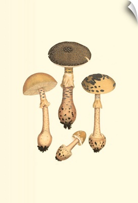 Curtis Mushrooms II