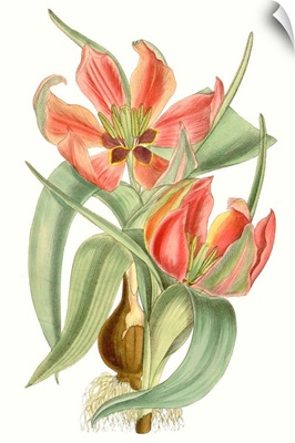 Curtis Tulips I