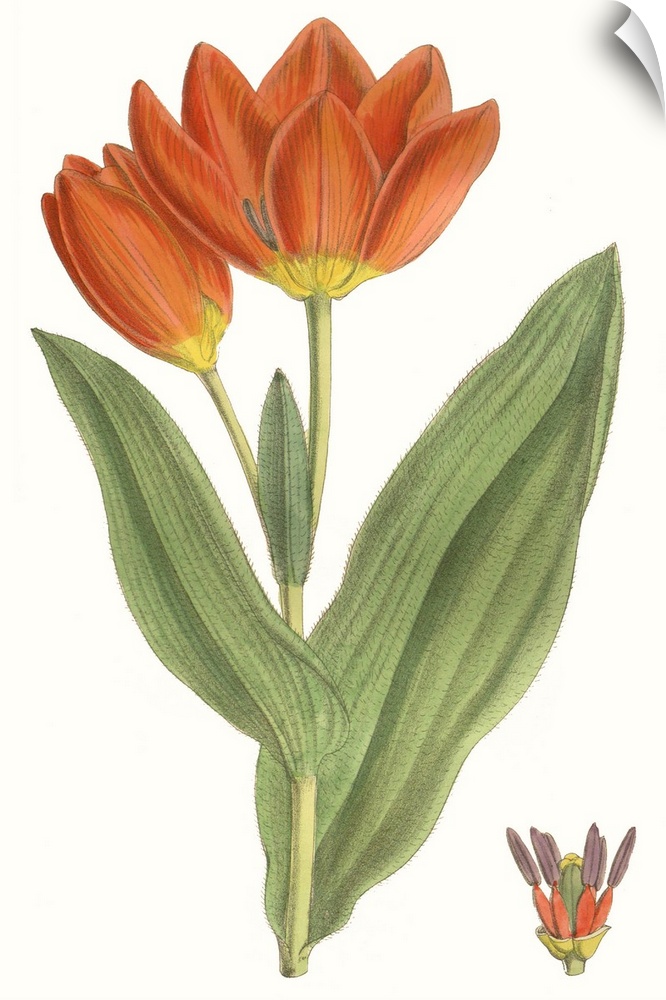 Curtis Tulips IX