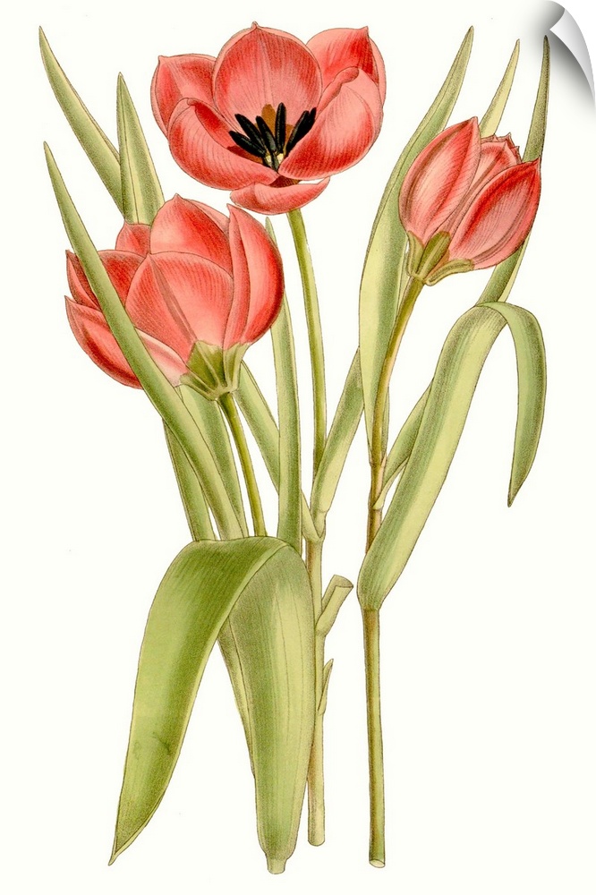 Curtis Tulips VII