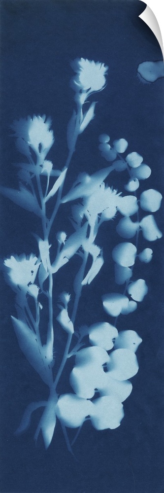 A blueprint style cyanotype photograph of a plant.