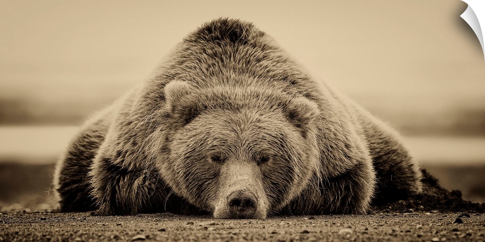 This sepia-toned photograph of a large grizzly bear lying on it's stomach looking directly towards the camera is a true st...