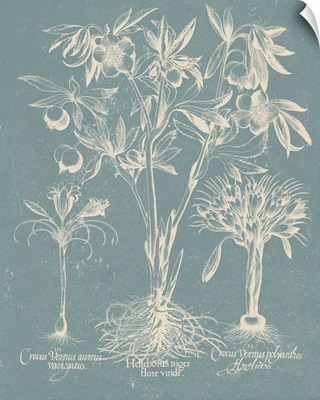 Delicate Besler Botanical II