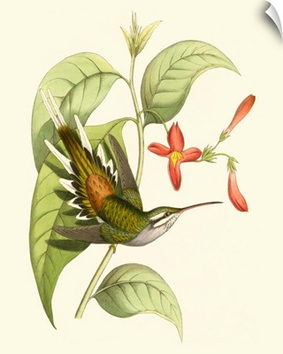 Delicate Hummingbird I