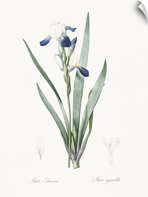 Delicate Iris II