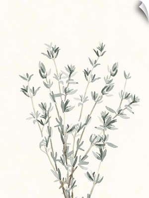 Delicate Sage Botanical III