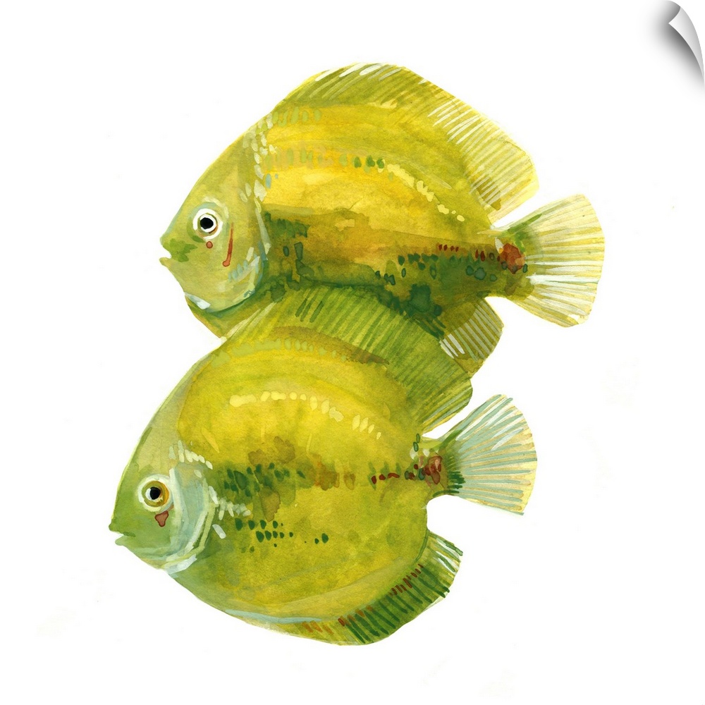 Watercolor portrait of two brightly painted citron yellow and green fish.