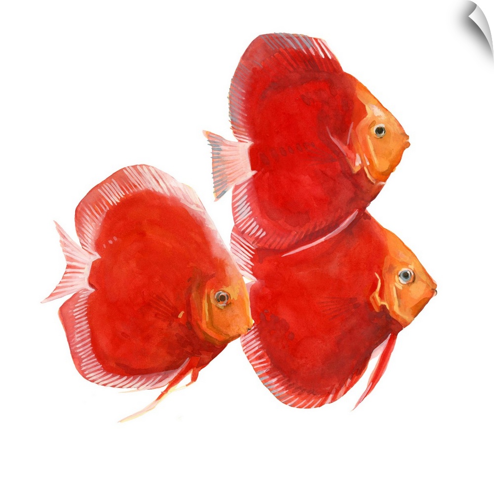 Watercolor portrait of three brightly painted red discus fish.