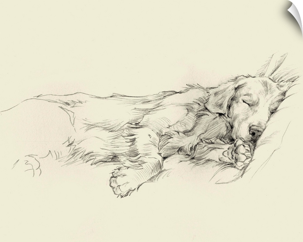 Pencil drawing of a dog sleeping deeply on a couch.